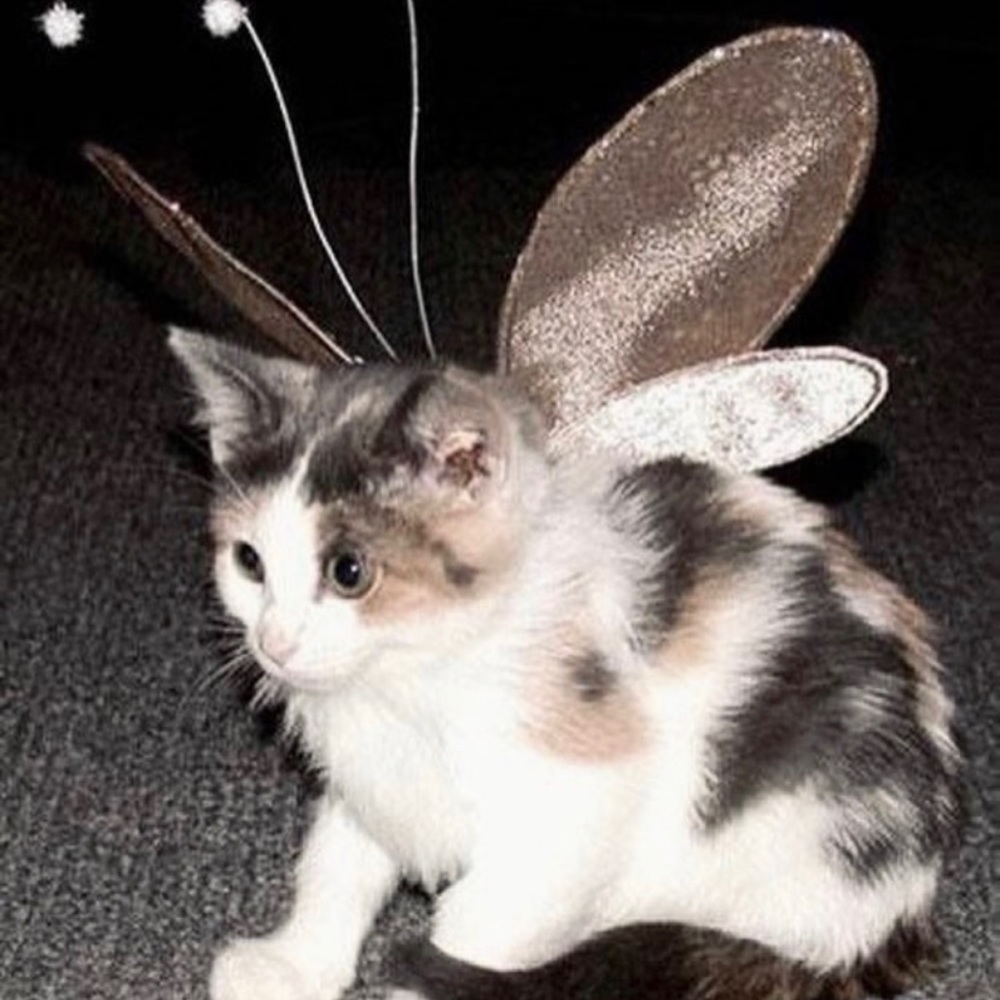 Meet your Posher, Amara